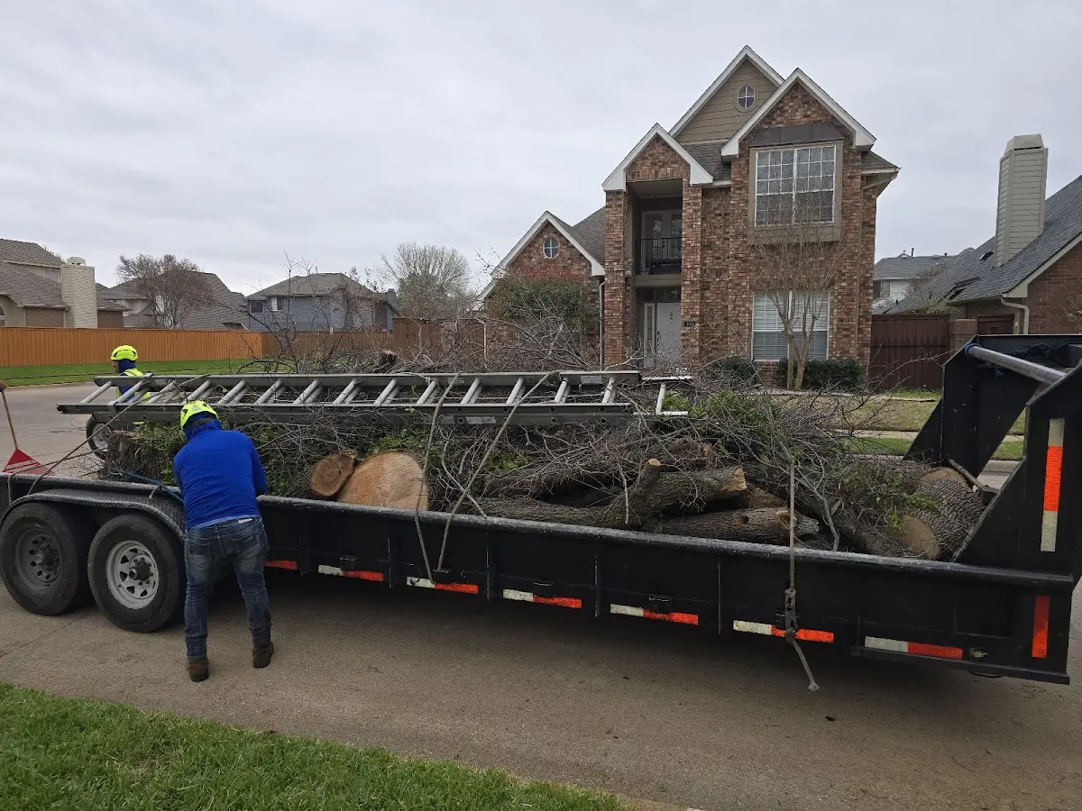Expert Tree Removal with proper safety equipment in Gray